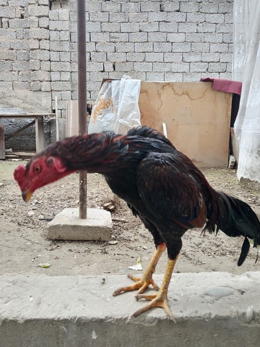 болари бор алокага чкила 7 та