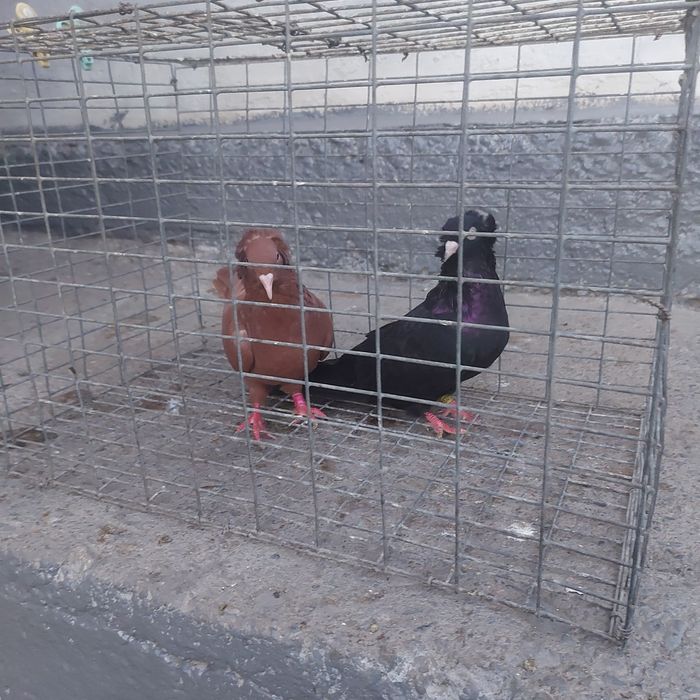 Траки красный  жук