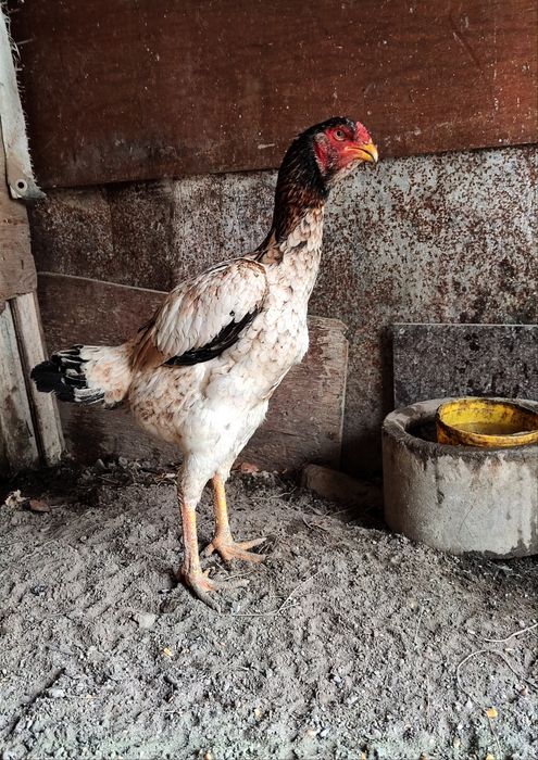 Бойцовый дакан курочка