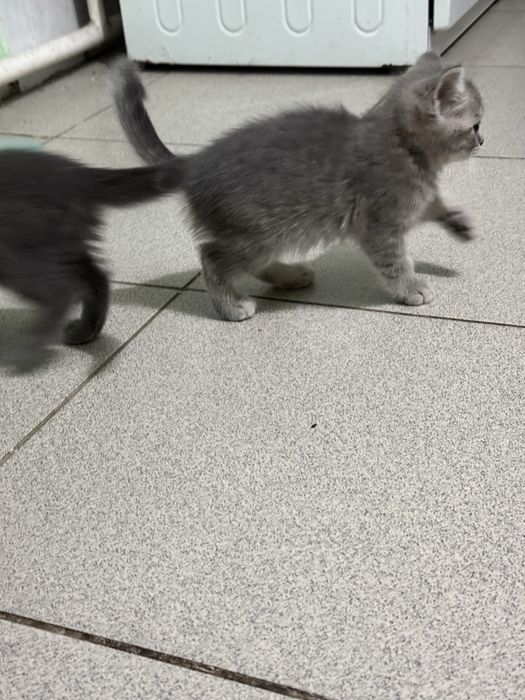 Котята почти 2 месяца в добрые руки