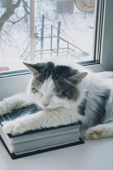 Кот бесплатно отдаётся в добрые руки