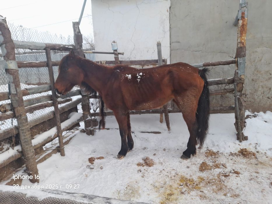 Малдануға 4 жасар бие