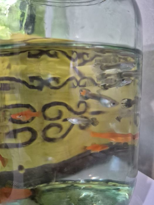 Мальки гуппи 8шт. 3мес..