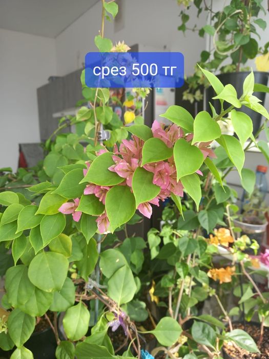 Продажа комнатных растений