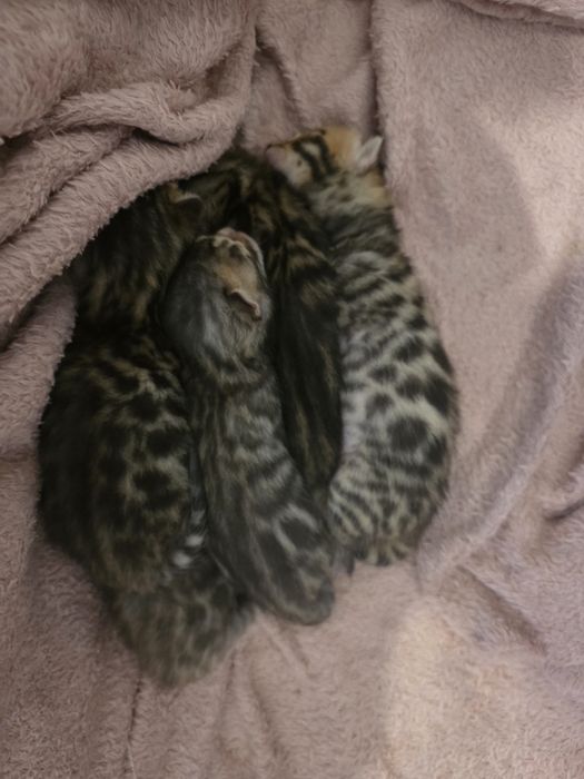 Pui de pisică rasa Bengal- leoparzi in miniatură din părințicupedigree