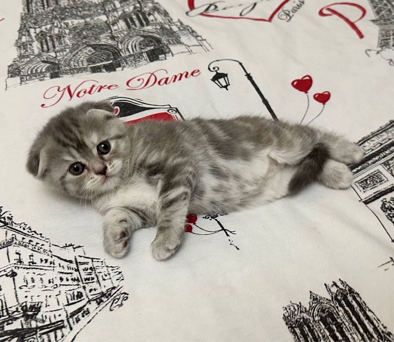 Шотландские котята