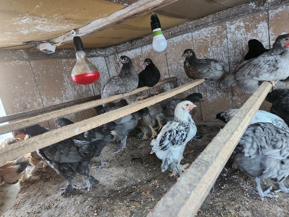 Pui Australorp dar si alte rase selectate vârste diferite