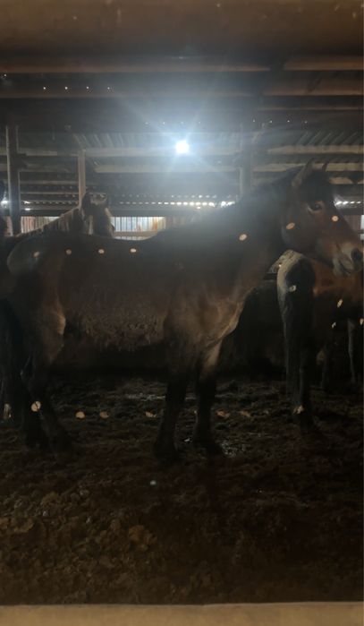 Жеребцы Кушумской породы