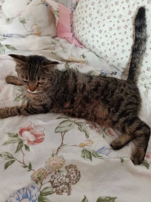 Отдам котят в хорошие добрые руки
