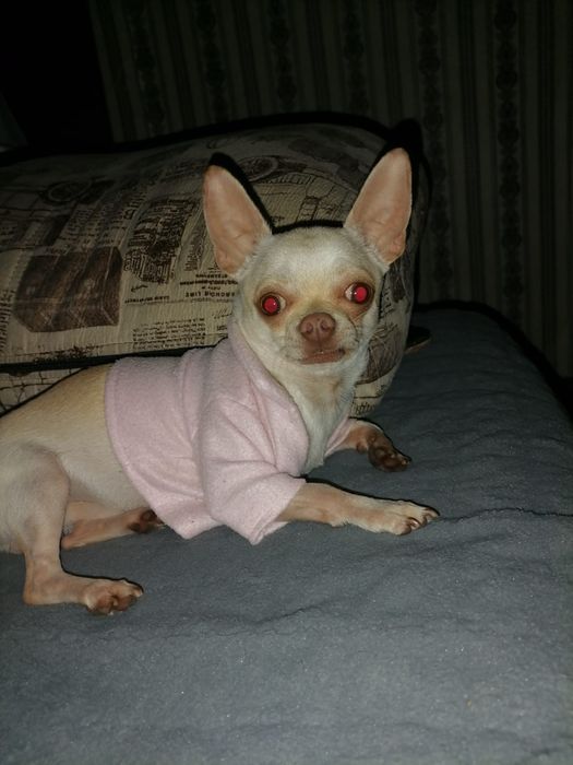 Случка чихуахуа кабель