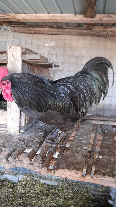 Vhnd oua de auroslop