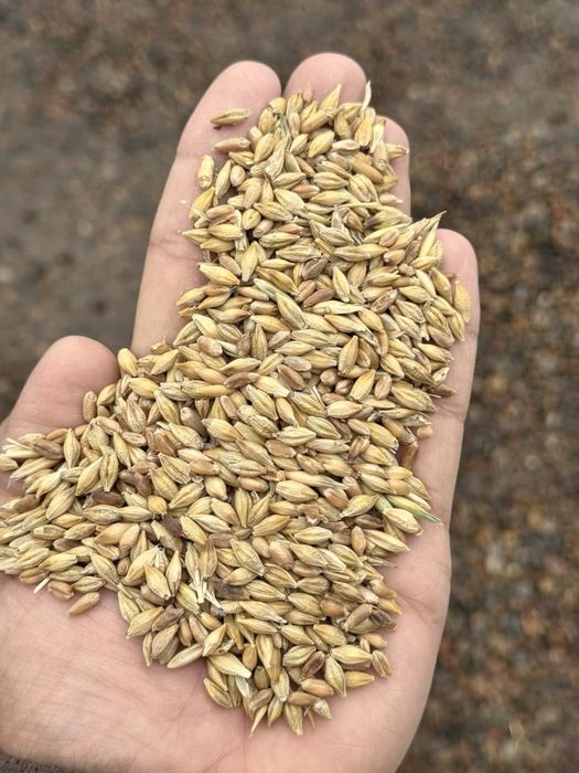 Арпа оптом | Юклаш 24/7 | Козохистон Арпаси | Доимий таъминот