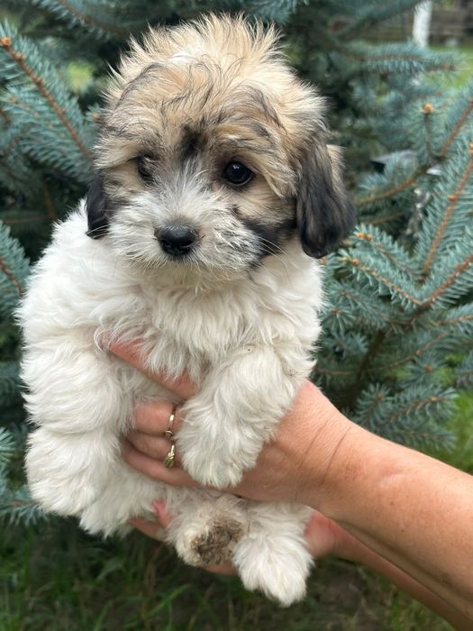 Pui cățel bichon