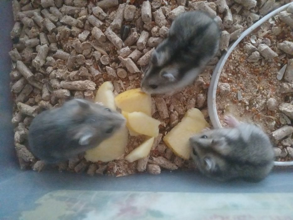 Хомечки джунгарики