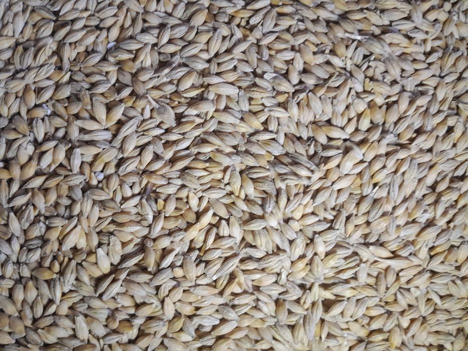 Orzoaica de primavară