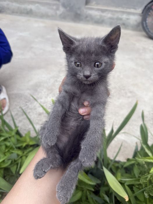 Мушукча котенок