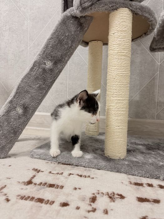 Отдам котенка, в добрые руки