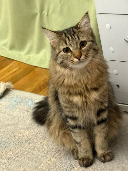 Отдам кота в хорошие руки