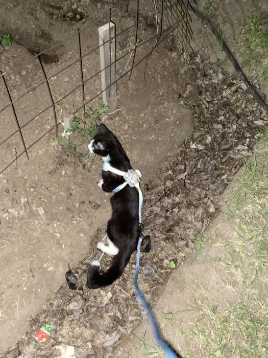 Пропала кошка 1.5 годик