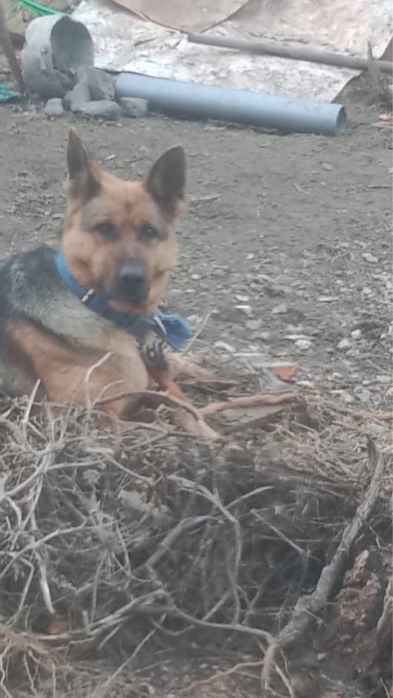 Отдам щенят в добрые руки