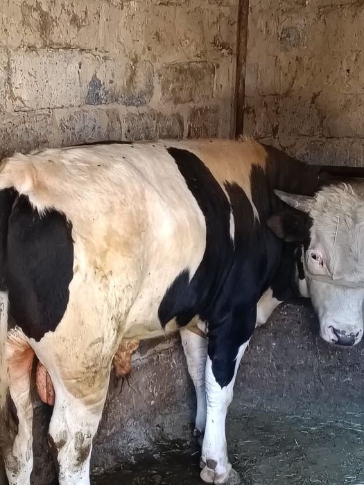 Ассалаумағалейкум бука сатылады бір жас алты ай