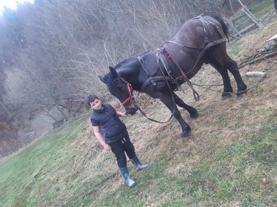 De vanzare:cal in varsta de 7 ani.