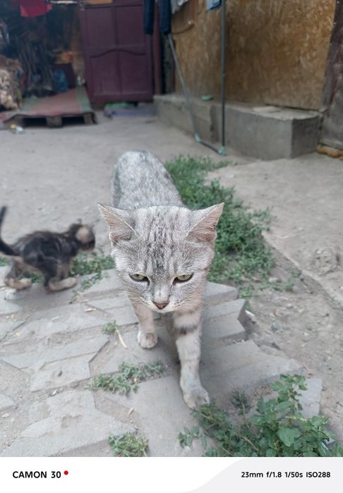 Срочно а там котят в добрые руки