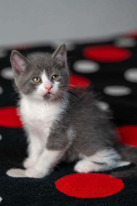 Pisoi Brittish Short-Hair BICOLOR