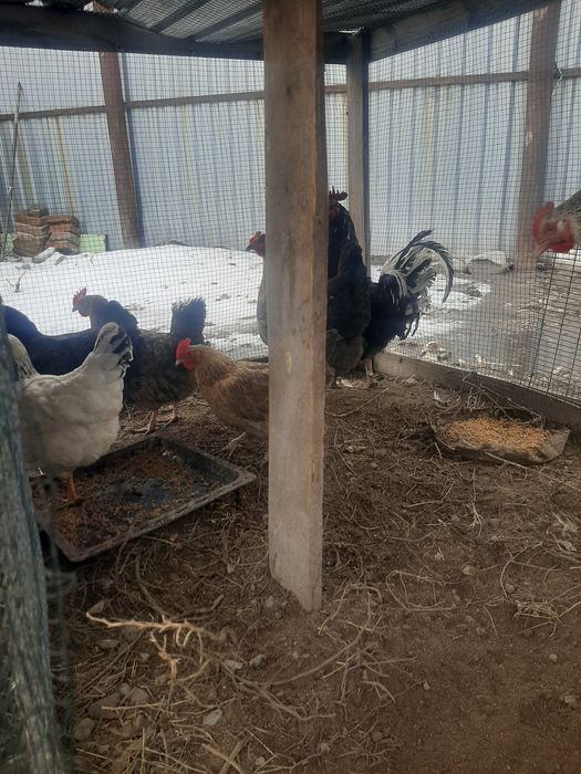 Продам куры домашний