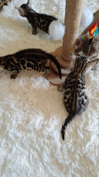 Бенгальские котята
