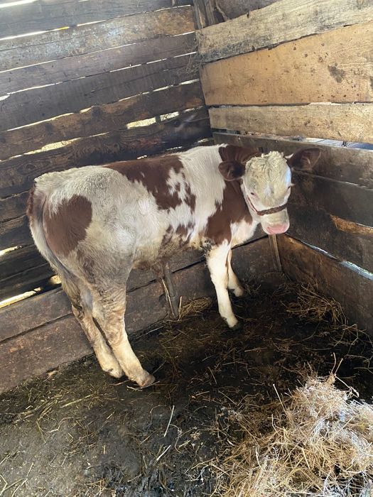 Vând vițel bălțat!