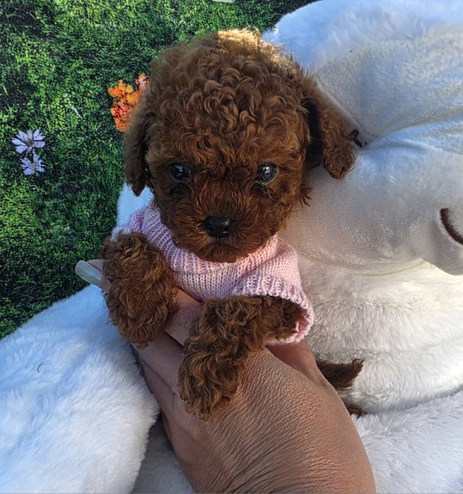 !Пудел тийкъп Момиче с документ за произход