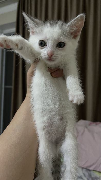 Котята в добрые и надежные руки