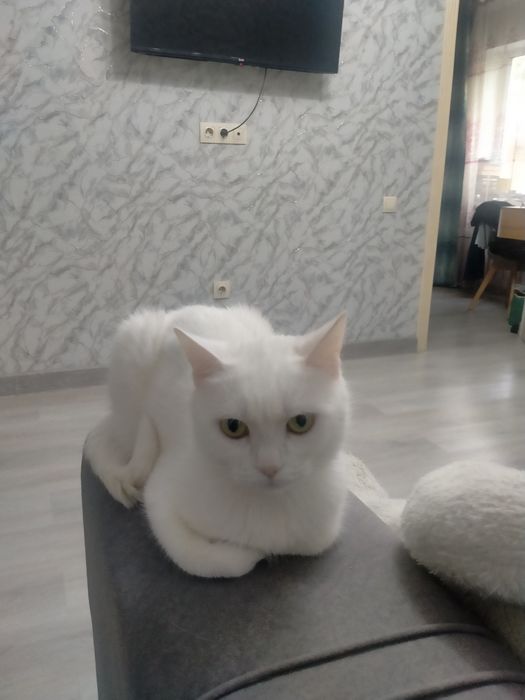 Отдам кошек в добрые руки