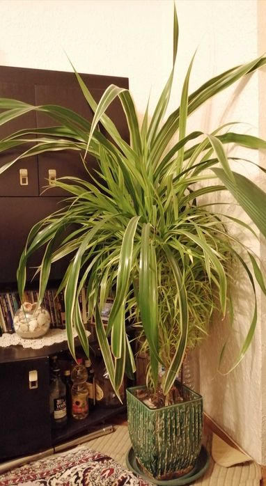 Палма на 27 години