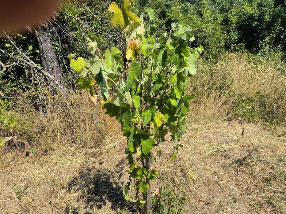 Парцел Планова 1000 м2