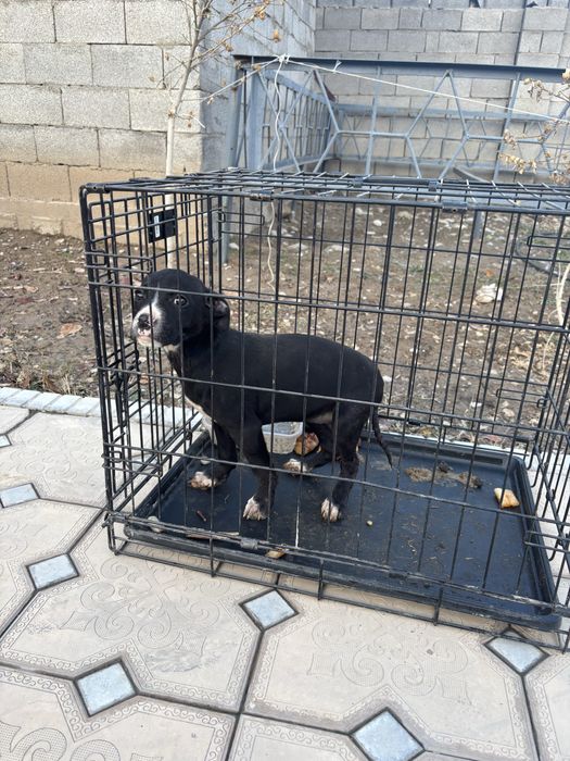 Статфард Терьер двухмесячная самка, привита.