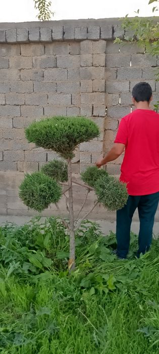 Арча бансай арча