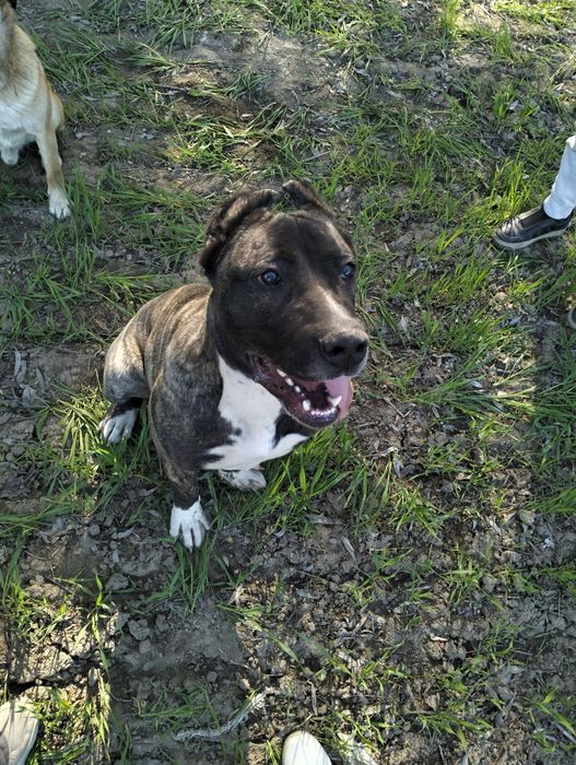 Статный Кане-Корсо 5 месяцев щенок мальчик!