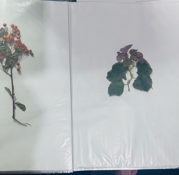 Хербарии за ученици по Биология