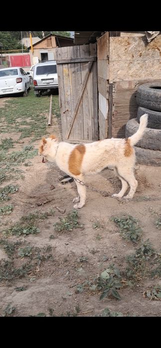 Алабай кушик сатылады  5ай ургашы