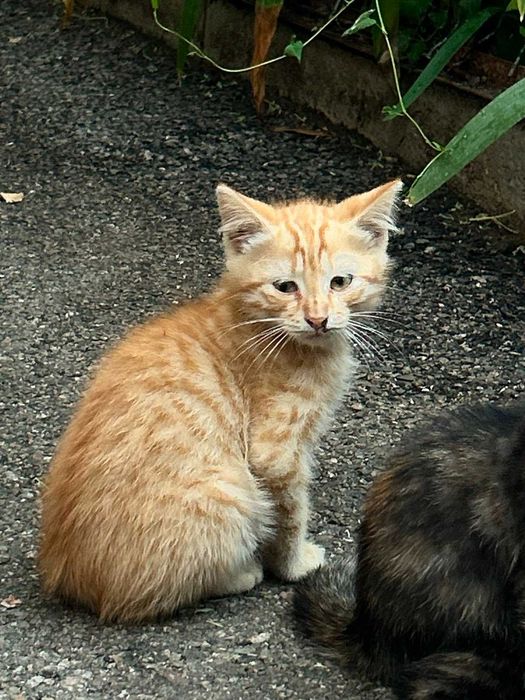 Отдам в хорошие руки