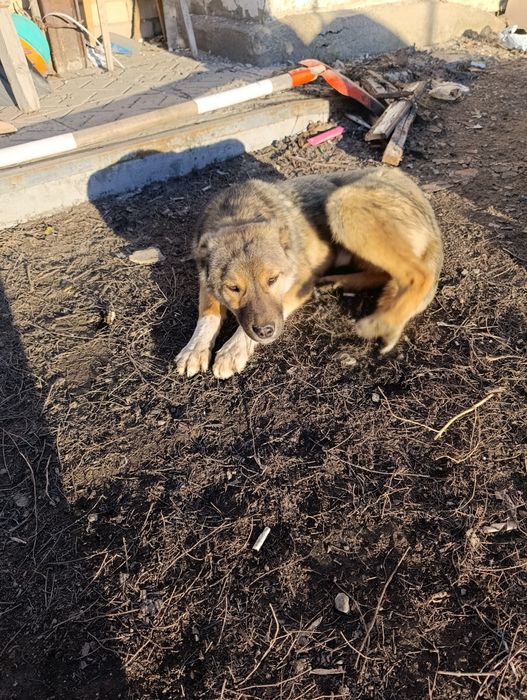 Отдам в хорошие руки