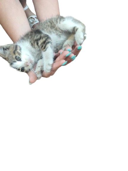 Коте котенце малки котета  котки