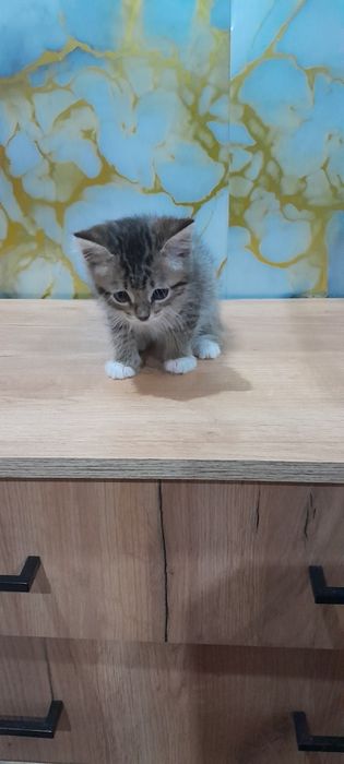 Котёнок, мальчик