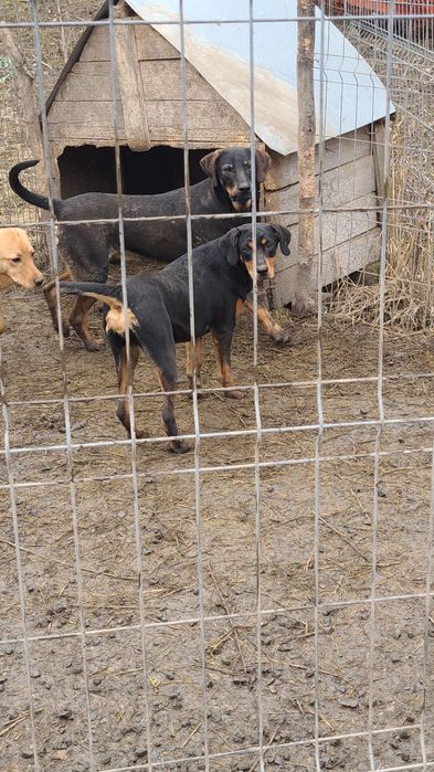 Donez Copoi Ardelenesc