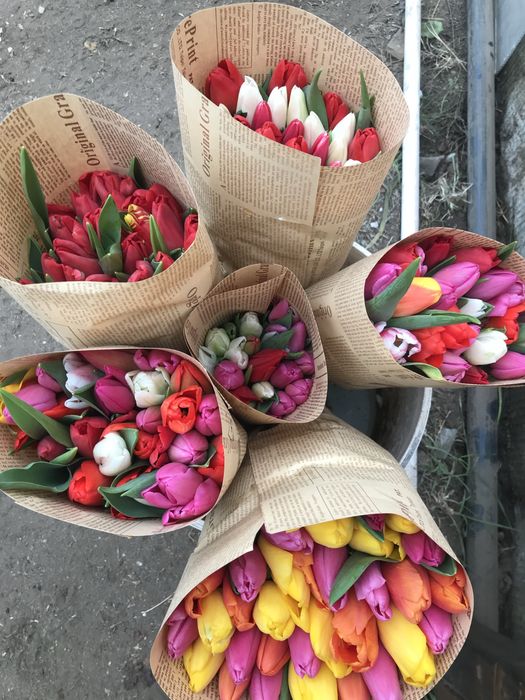 Голландские тюльпаны