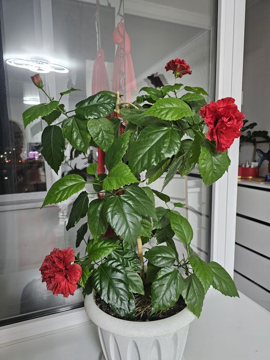 Комнатные растения