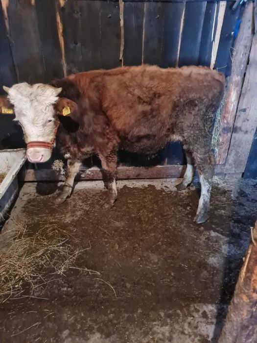 Vând  tauras baltat