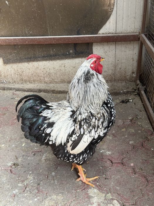 Cocoși Araucana și Wyandotte 2025